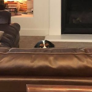 Meet your Posher, Cassandra